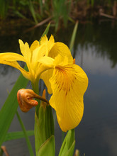 Yellow Iris   Flower