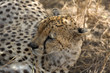 animals 059 cheetah
