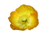 Isolated Yellow Poppy