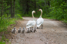 Swans Family