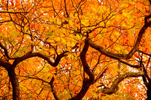 Orange Leaves Of Autumn
