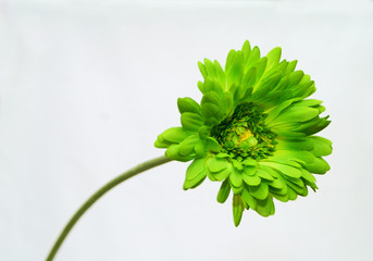 green flower