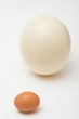 chicken and ostrich egg