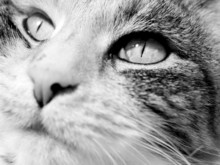 Cat's Face - Close-up