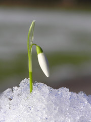 Canvas Print - white snowdrop