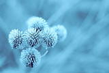 Fototapeta Dmuchawce - blue winter burdock