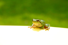 Green Frog Note