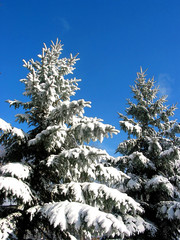 Wall Mural - winter fir trees under snow