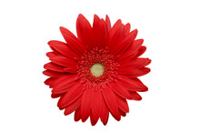 Red Daisy Isolated