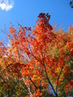 fall foliage red maple