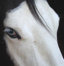 Horse With Blue Eyes