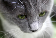 Sad Cat With Green Eyes