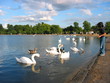 child feeding swans in london, hyde park