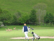 Deer On The Course