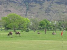 Deer Playing Golf