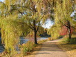 riverside path with willows in fall