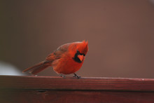 Cardinal Looking For Food