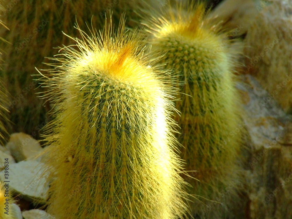 kentia palme auf balkon Kentiapalme - Howea forsteriana