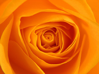 orange rose