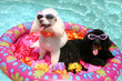 canvas print picture pool poodles
