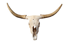 Steer Cow Bull Skull Horns Free Stock Photo - Public Domain Pictures