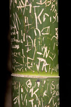 Bamboo Graffiti
