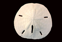 Front Of A Sand Dollar
