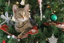 Kitten In Christmas Tree