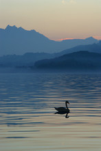 Swan Lake Silhouette