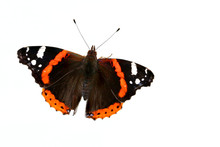 The Red Admiral  Butterfly
