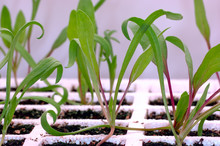 Gardening - Spinach Seedlings