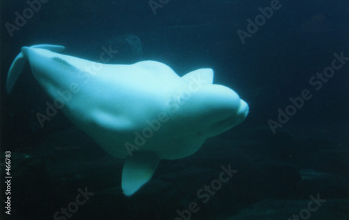 Beluga Wal Buy This Stock Photo And Explore Similar Images At Adobe Stock Adobe Stock