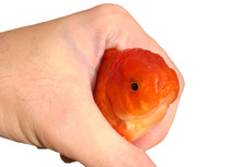 Goldfish In Hand