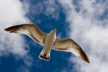 Gulls And Blue Sky