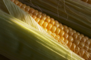 maize