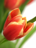 tulip - tulipa gesneriana