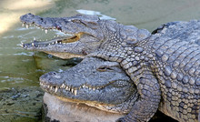 Alligators Or Crocodiles Playing In The Sun And Water Climbing O