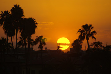 sunset palms