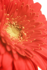 Wall Mural - red gerbera