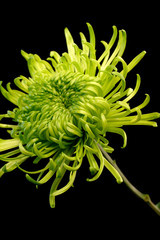 Wall Mural - green shamrock chrysanthemum