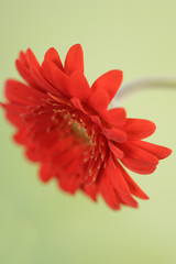 Wall Mural - red gerbera