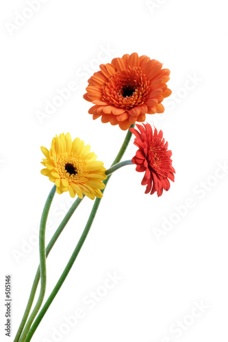 Gerbera orange et jaune Poster Mural XXL