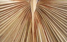 Dried Palm Tree Leaf