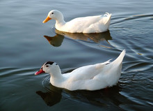 Two Ducks Swimming In A River