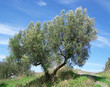 Olive trees over blue sky