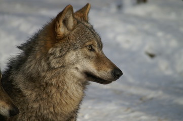  loup