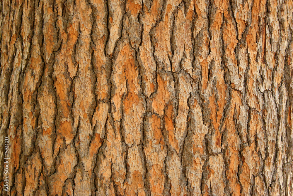 bark of a tree - obrazy, fototapety, plakaty 