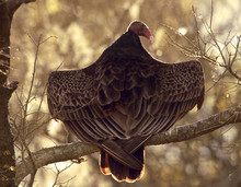 Sunbathing Vulture