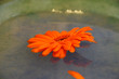 orange flower missing petal in water