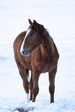 Fototapeta Konie - cheval dans la neige